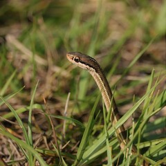 World's Cutest Little Smiling Ribbon Snake