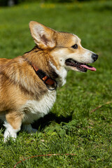 Naklejka na ściany i meble a corgi dog , taken on a sunny spring day