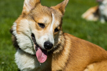 a corgi dog , taken on a sunny spring day