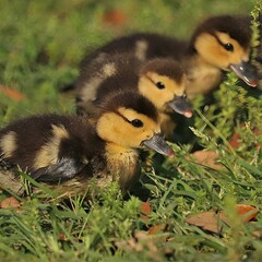 Cutest Ducklings Ever