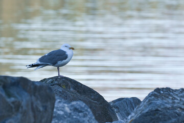 seagull standing on a rock by the fjord in Norway. Seabird in Scandinavia. Landscape