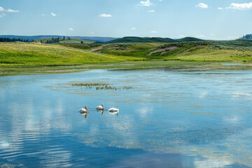 Pelican on the water at Yellowstone