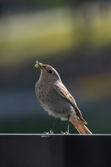 Beautiful Common Redstart (Phoenicurus phoenicurus), small passerine bird with a green caterpillar or worm in its beak on the balcony, vertical