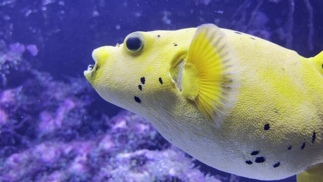 Exciting colorful Guineafowl puffer puffer fish with big eyes