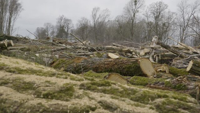 Scattered logs and tree branches on cleared tract of land in woods, timber trade
