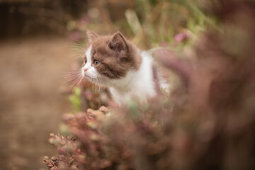 Babykatze spielt im Garten, Sommerzeit ist Urlaubszeit mit Haustier zu Hause