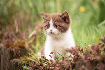 Babykatze spielt im Garten, Sommerzeit ist Urlaubszeit mit Haustier zu Hause