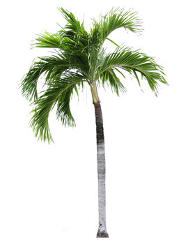palm tree png images _ big tree images plant images _ decorated plant images _ palm tree in isolated in white background 