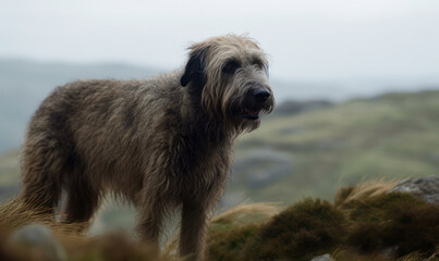 Naklejka na ściany i meble Photo of Irish wolfhound standing majestically on a rocky cliff overlooking misty windswept moor. canine's thick shaggy coat ripples in breeze as it surveys the vast, untamed landscape. Generative AI