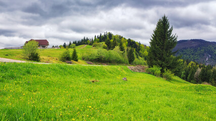 Obraz premium mountainous countryside of ukrainian carpathians. grassy meadows and forested hills