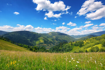 grassy meadow landscape of ukrainian mountains. summer scenery of carpathian countryside on a warm...