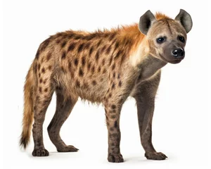 Tuinposter photo of hyena isolated on white background. Generative AI © Bartek
