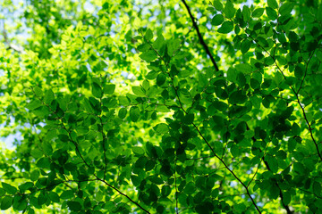 Fototapeta na wymiar green leaves on the green backgrounds