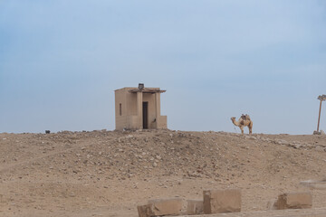 Isolated camel resting next to the stall at the beginning of Desert in Giza, Egypt.