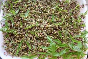 Bean sprouts for nutrition. Healthy eating. Germination of seeds. Seed Germinator. Selective focus 