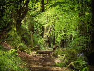 bosahan woods spring green cornwall england uk 