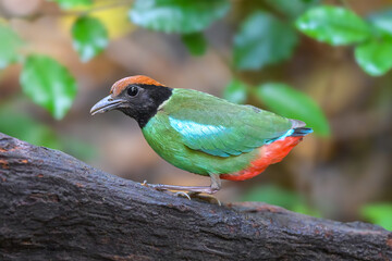 Pitta-sordida-Cucullata, bird is perching on the tree. Taken in Thailand. Nature and wildlife concept.