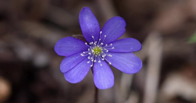 Common Hepatica or Anemone Hepatica, Blue Blossom Wild Flower. Violet Purple Hepatica Nobilis, First Spring Flower in the Blurred Background of Nature. Ranunculaceae family. 4k