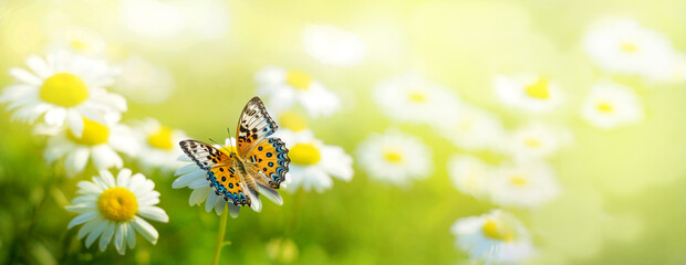 Beautiful Butterfly on daisy flowers field, spring banner