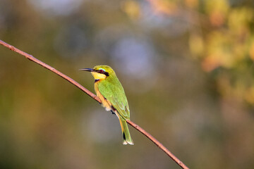 Little bee-eater isolated on a branch against an out f focus green background
