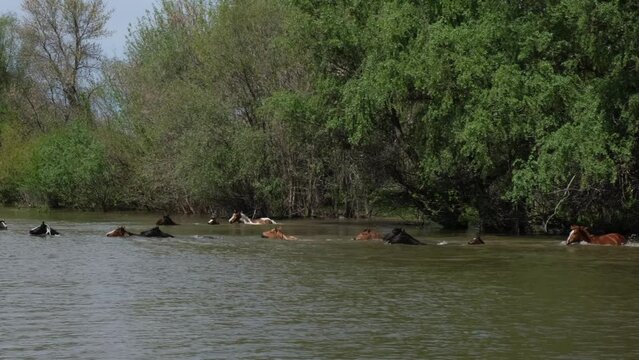 Wild mustangs are floating on the river. A herd of wild horses is crossing to the other side of the river.