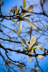 Selective focus. Spring background. White magnolia.