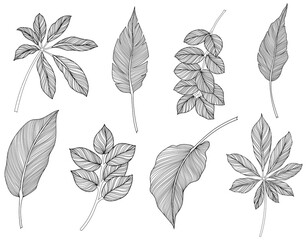 Abstract leaves isolated on white collection. Tropical leaves set. Hand drawn illustration.