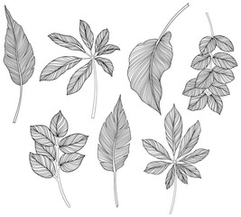 Obraz premium Abstract leaves isolated on white collection. Tropical leaves set. Hand drawn vintage illustration.