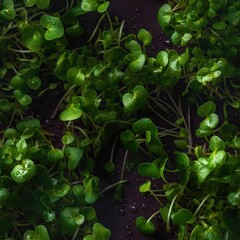 Fototapeta na wymiar Seamless pattern with fresh and young micro greens. Microgreen sprouts endless texture. Organic vitamin food background. AI generative image.
