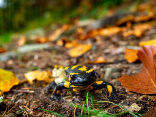 Adult salamander. Wildlife scenery with a amphibian creature resting.  Polish reptiles.
