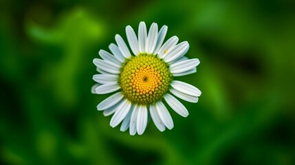 Obraz premium daisy flower closeup shot