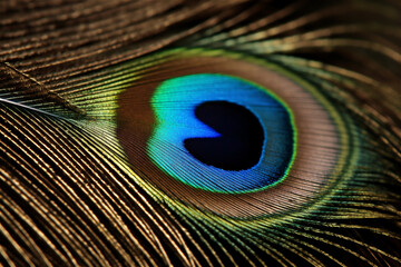 Obraz premium Background with peacock feather macro texture, multicolored. AI generated content