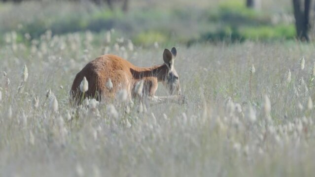 a red kangaroo licks its forearms to cool down while feeding in a meadow at western queensland, australia