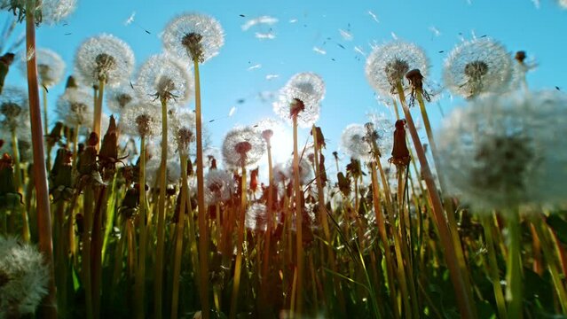 Macro Shot of Dandelions being blown in super slow motion. Outdoor scene with sun rays, filmed on high speed cinematic camera at 1000 fps.