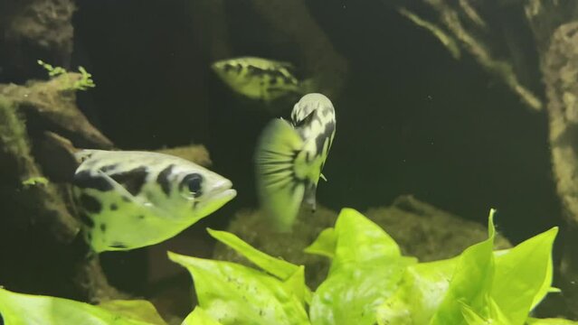 three leopard archerfish with black and yellow intriguing pattern swim together in a river
