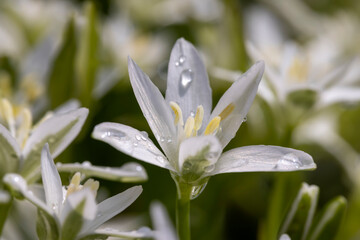 white beautiful spring colors covered with water drops