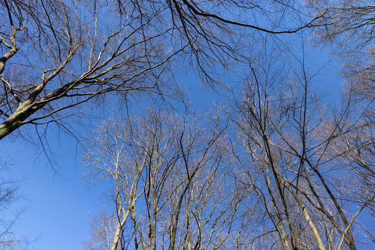 deciduous trees in the park in the spring season
