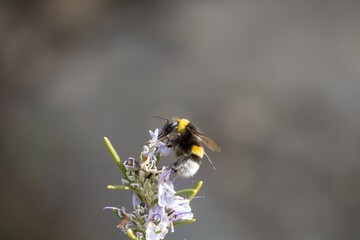 Abeja bombus posada sobre flor de romero (Salvia rosmarinus)