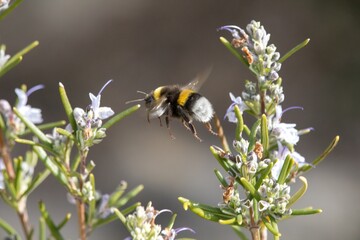 Abeja bombus volando hacia flores de romero (Salvia rosmarinus)