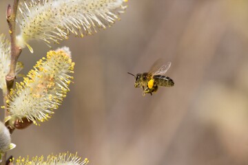 Apis mellifera volando hacia flor de Salix