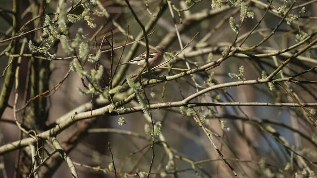 Finch Perc hed on Branch, Hidden in a Tree, Windy Day, Close up Cinematic Slow Motion