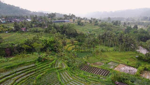 Aerial, Balinese villager homestead farm overlooking verdant crops Fields and flooded Rice Terraces in different shades of Green among Palm Trees and Rainforest in sideman, Bali Island.
Indonesia