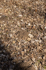 old leaves fallen in autumn on the ground in the spring season