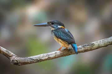 Blue-banded-Kingfisher, bird is perching on the tree branch. Taken in Thailand. Nature and wildlife concept.
