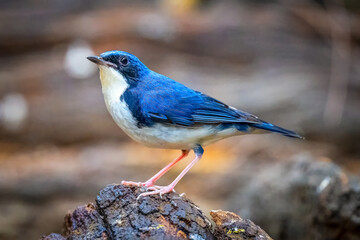 Siberian Blue Robin, bird is perching on the old wood. Taken in Thailand. Nature and wildlife concept.