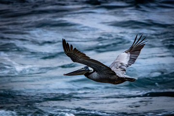 Pelican in Flight