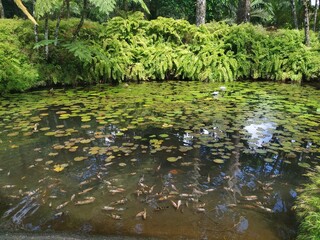 Laguna de jardín tropical