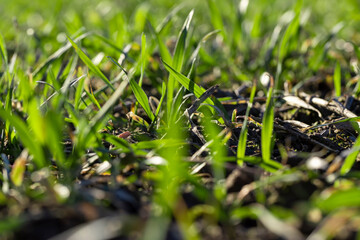 green wheat sprouts in early spring, green winter wheat