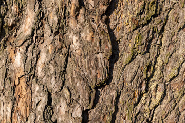 close-up of an old tree bark , details of the bark