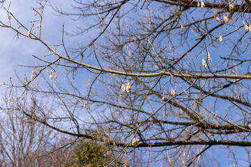 Obraz premium bare maple trees in the spring season in the park